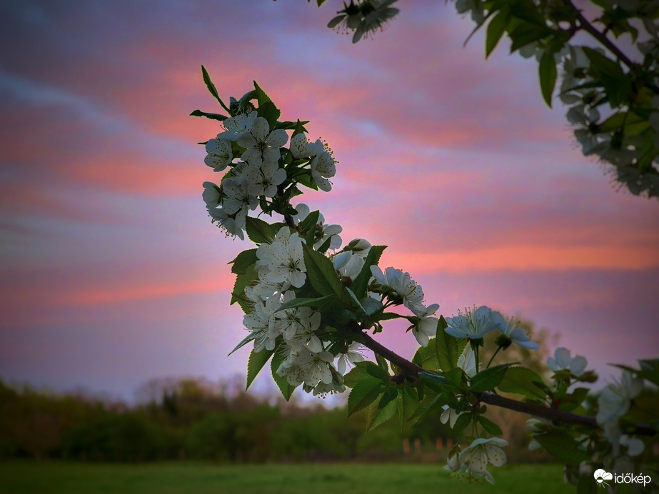 Virágzás a színes fátylak társaságában