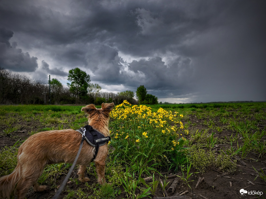 Mazsola is várta a zivatart, ami azóta meg is jött :)