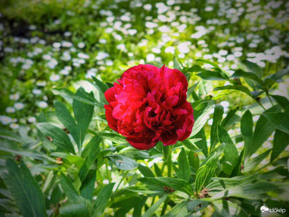 Borús idő utáni gyönyörűség