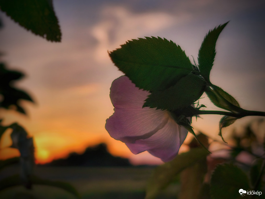 Naplementébe lágyan beolvadó vadrózsa