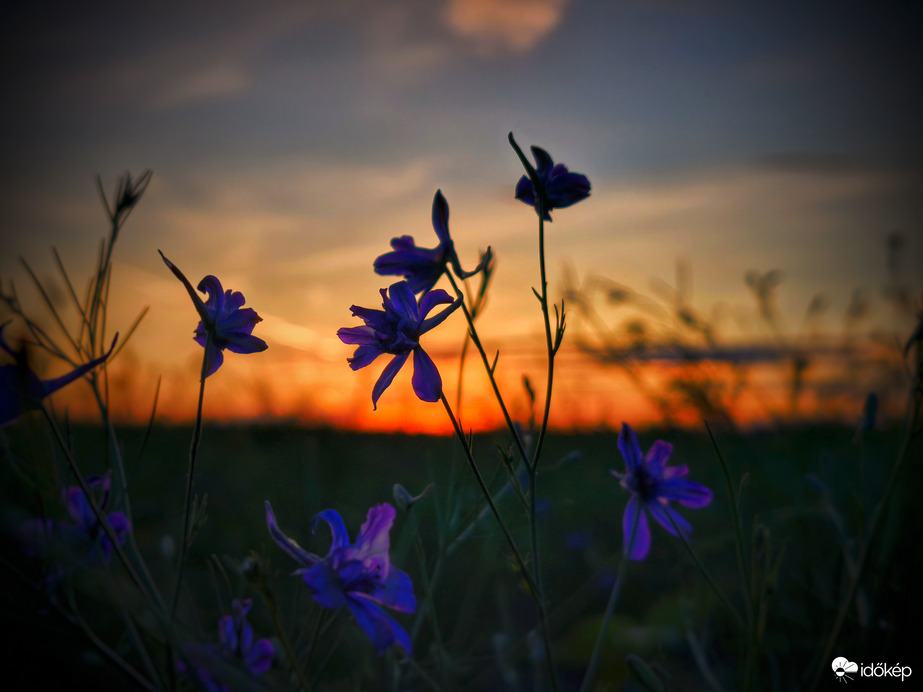 Mezei szarkalábak a nap végi festésben