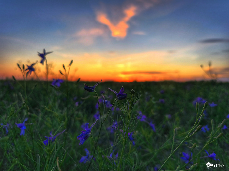 Szarkalábas májusi alkonyat