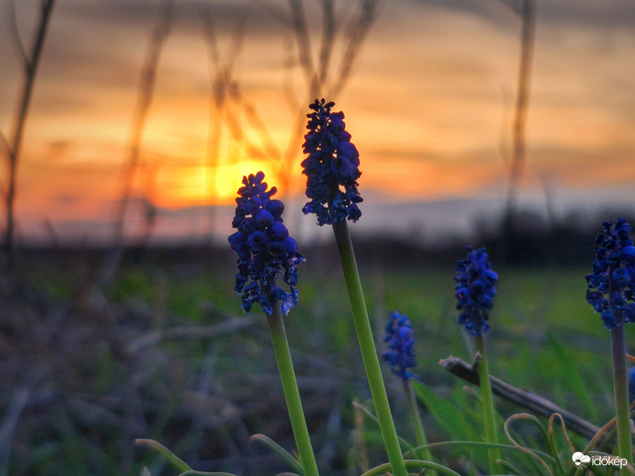 Elvirágzó gyöngyikék a naplementében