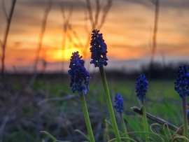 Elvirágzó gyöngyikék a naplementében