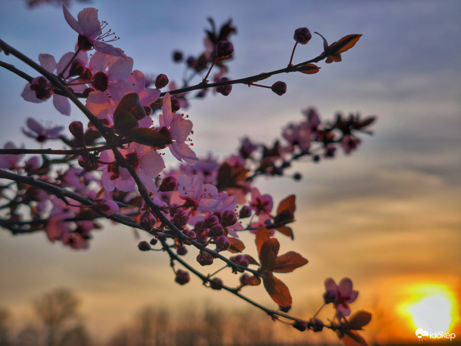 Kibontakozó vérszilva virágok a naplementében