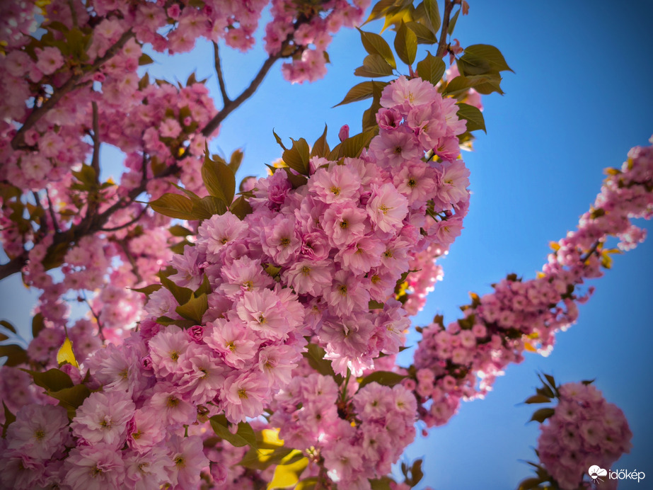Díszcseresznye és a derült kék ég