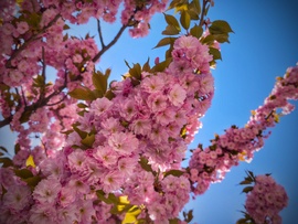 Díszcseresznye és a derült kék ég