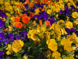 Színekre hangolódva