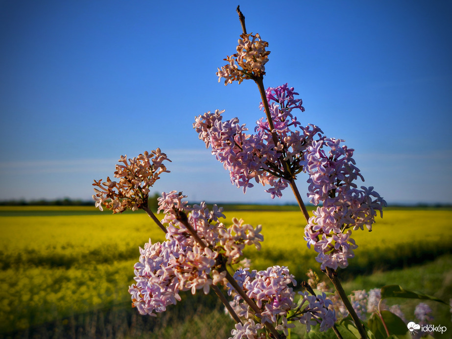 Orgonás zárása a repcevarázsnak
