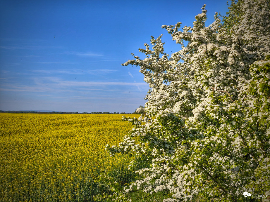 Aranyszőnyeg széli galagonya