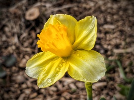Cseppek sorakoznak az aranyló nárciszon