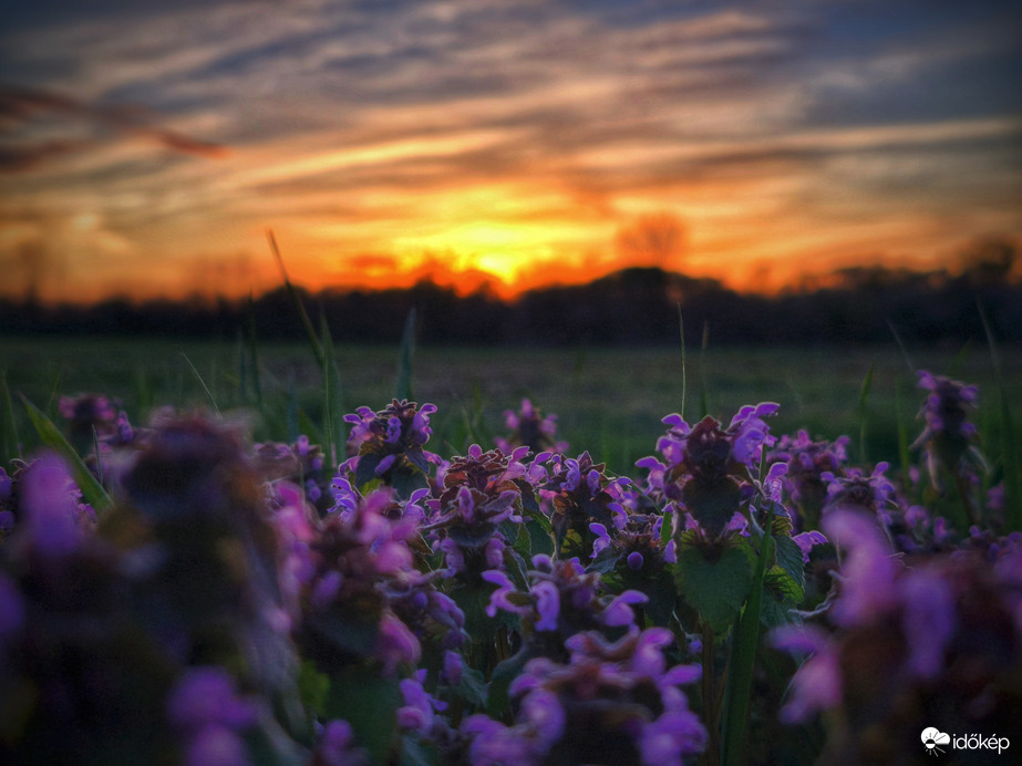 Árvacsalános naplemente