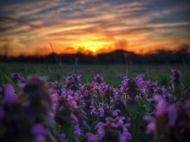 Árvacsalános naplemente