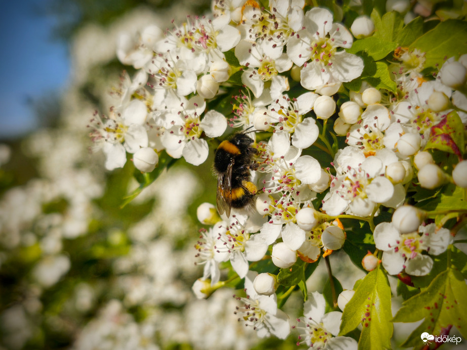 Galagonyán szorgoskodó poszméh