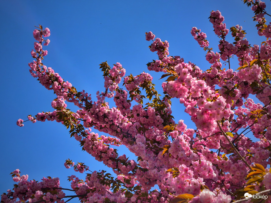 Japán díszcseresznye a ragyogó kék éggel