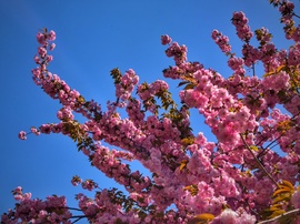 Japán díszcseresznye a ragyogó kék éggel