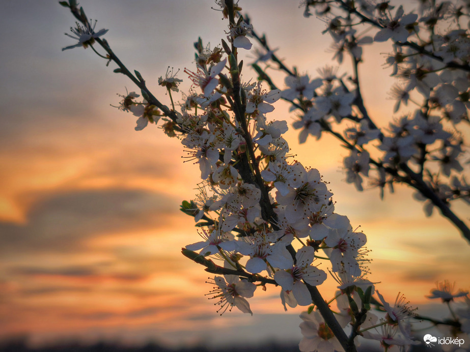 Aranyló tavaszi virágzó naplemente