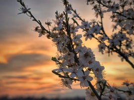 Aranyló tavaszi virágzó naplemente