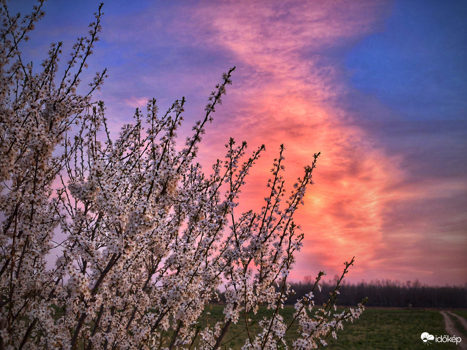 Tarka szellem a palackból