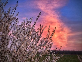 Tarka szellem a palackból