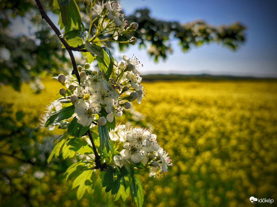 Áprilisi virágos álom