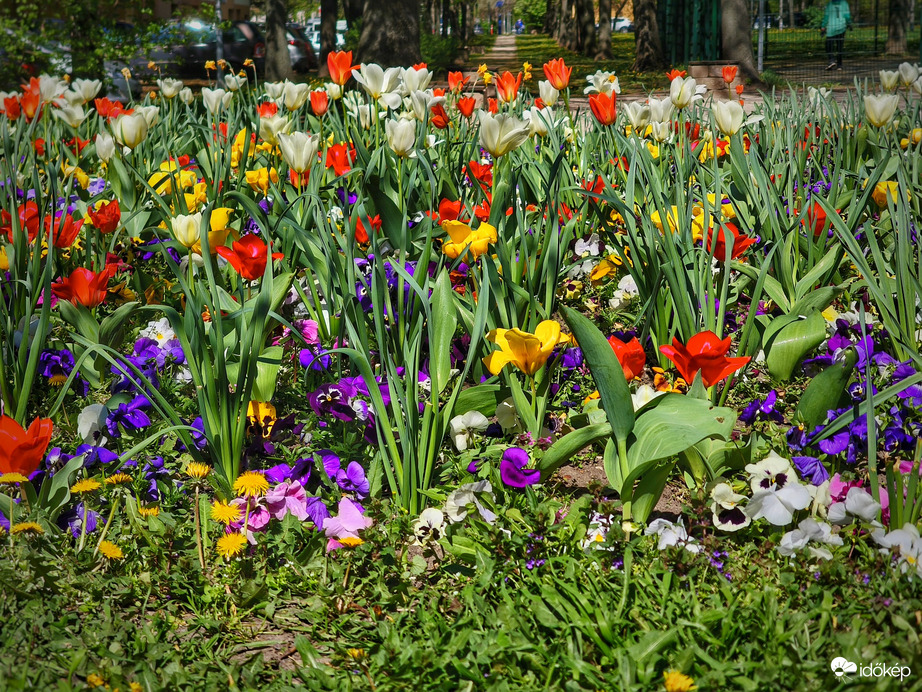 Áprilisi virágos színvarázs