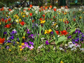 Áprilisi virágos színvarázs