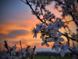 Tobzódó virágok a tüzes márciusi naplementében