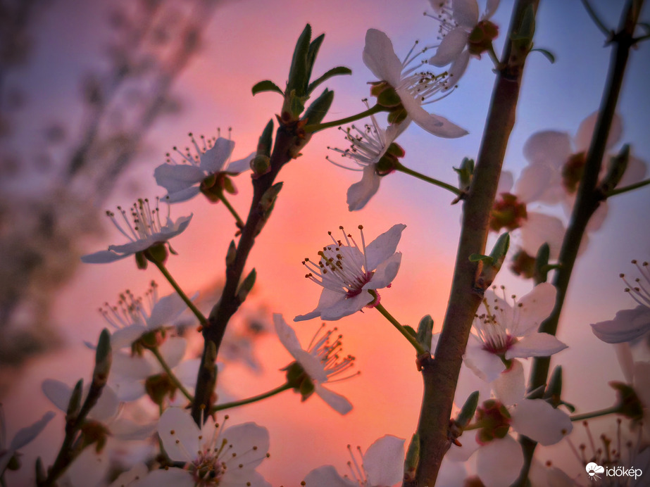 Virágok a lágyan ragyogó éggel