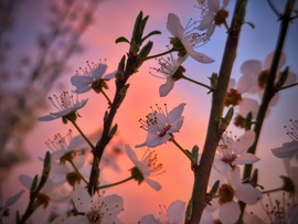 Virágok a lágyan ragyogó éggel