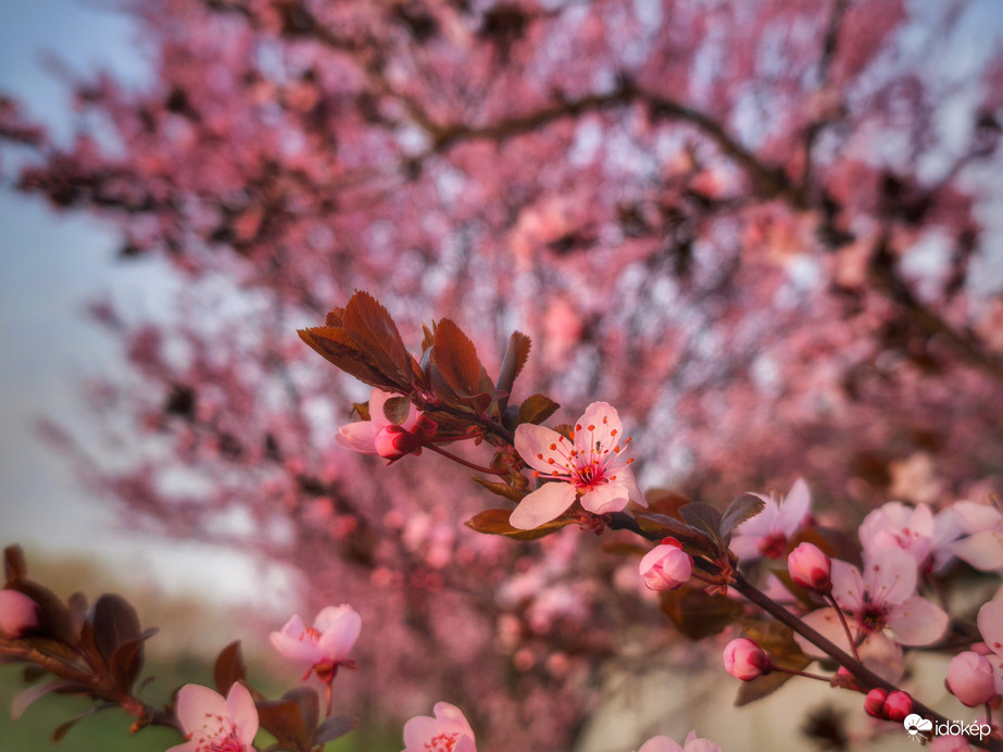Vérszilvák a naplemente fényében