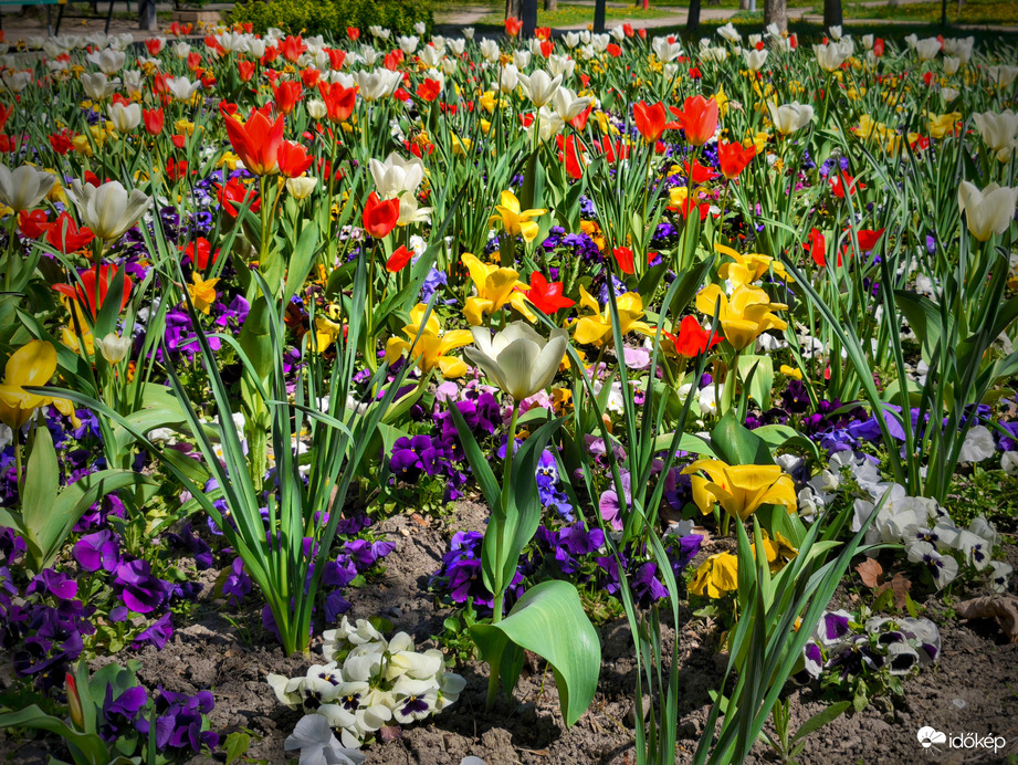 Virágok a verőfényes tavaszi napsütésben