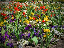 Virágok a verőfényes tavaszi napsütésben
