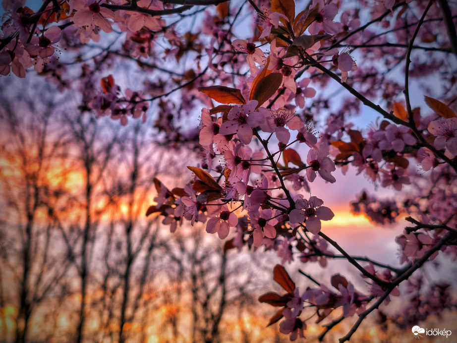 Vérszilvás napkelte a szomjoltó napok után
