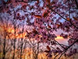 Vérszilvás napkelte a szomjoltó napok után
