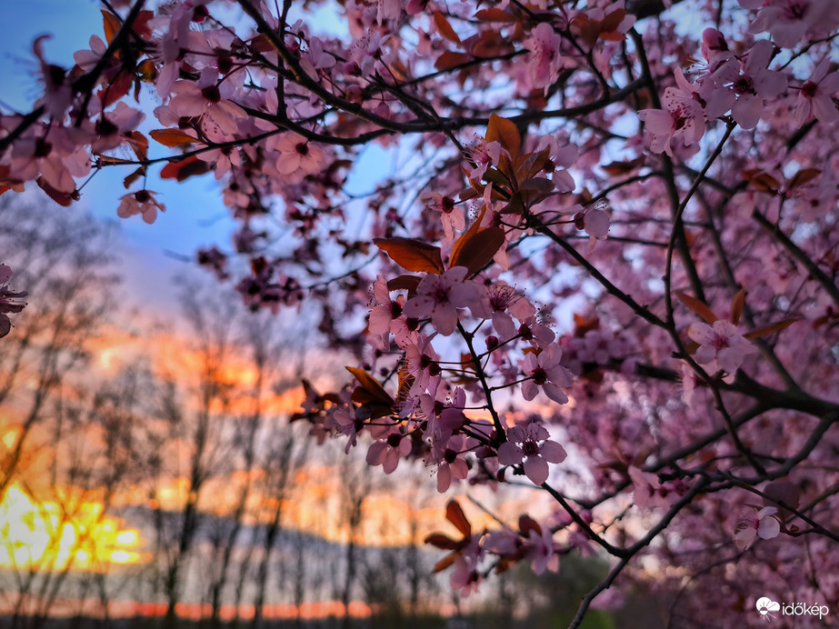 Vérszilvás reggeli színes varázslat