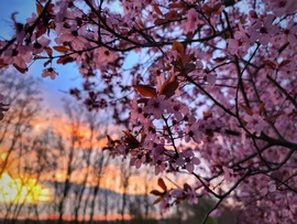 Vérszilvás reggeli színes varázslat