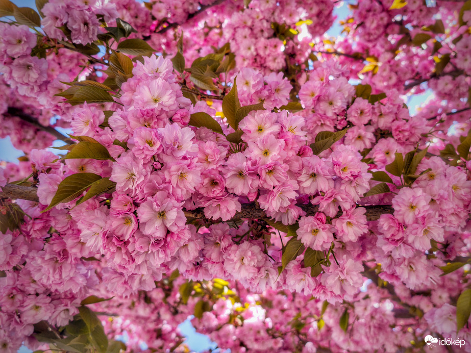 Dús virágba borult a díszcseresznye