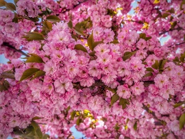 Dús virágba borult a díszcseresznye