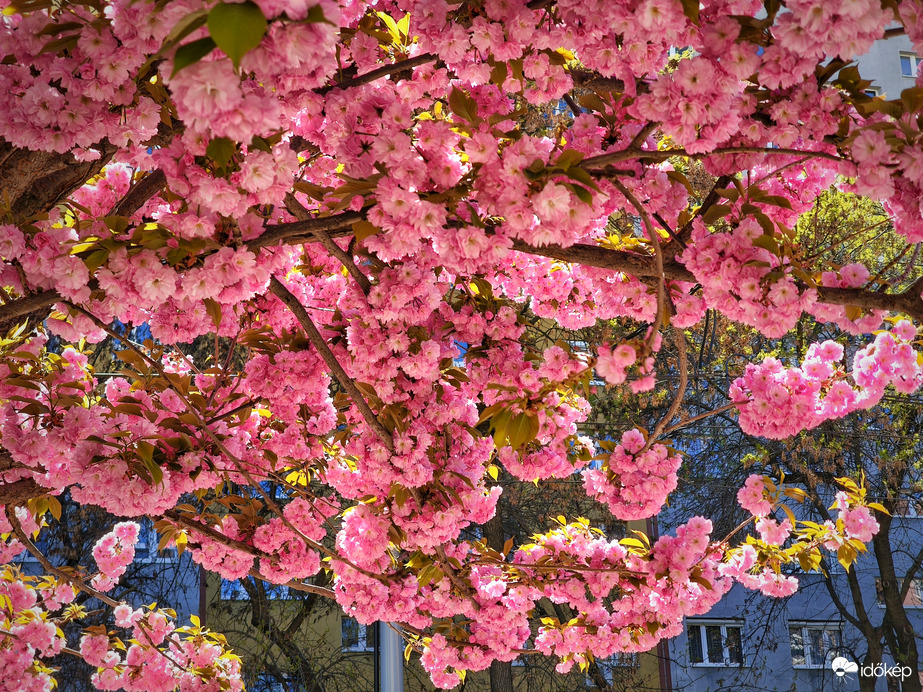 Üde színfoltja az útnak