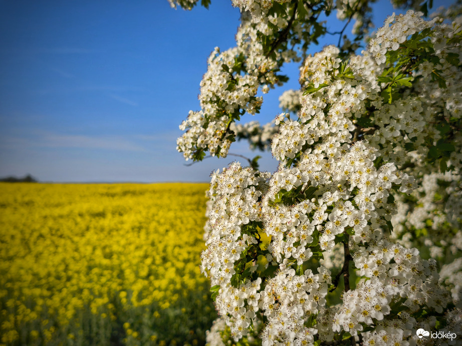 Áprilisi virágos határ