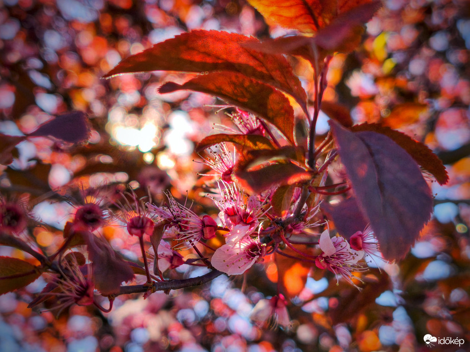 Búcsúzik idénre a vérszilva virágzás