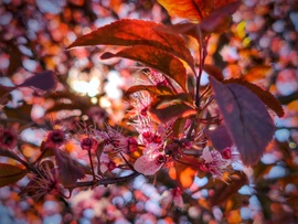 Búcsúzik idénre a vérszilva virágzás