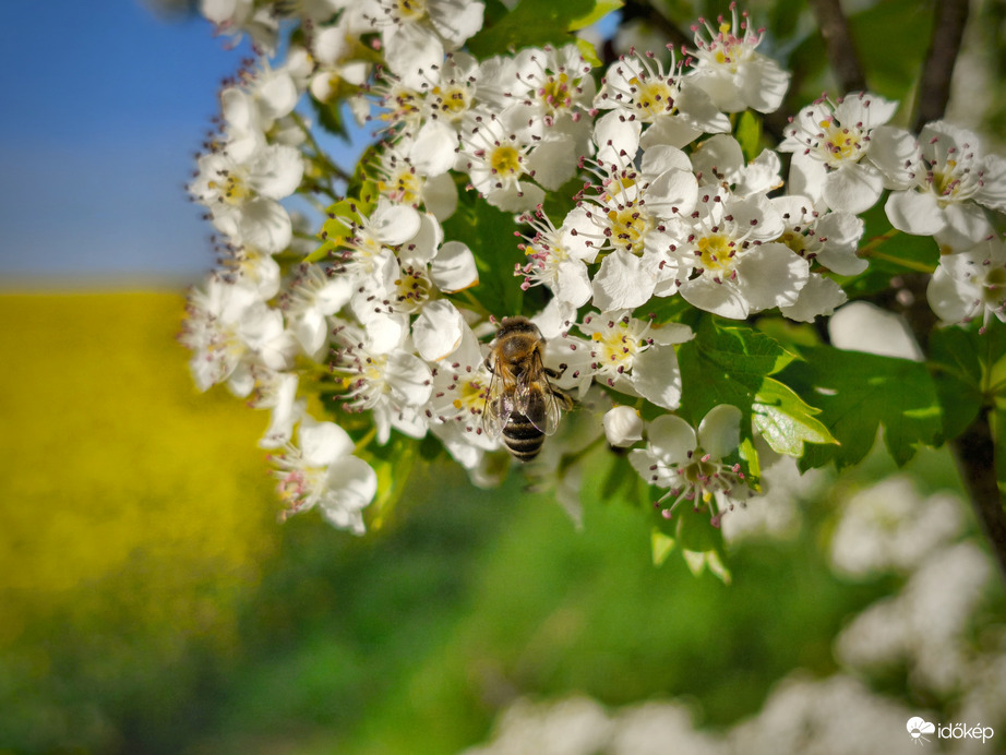 Méhecske a virágok birodalmában