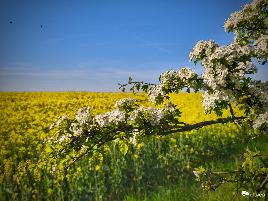Áprilisi virágos zümmögős szimfónia