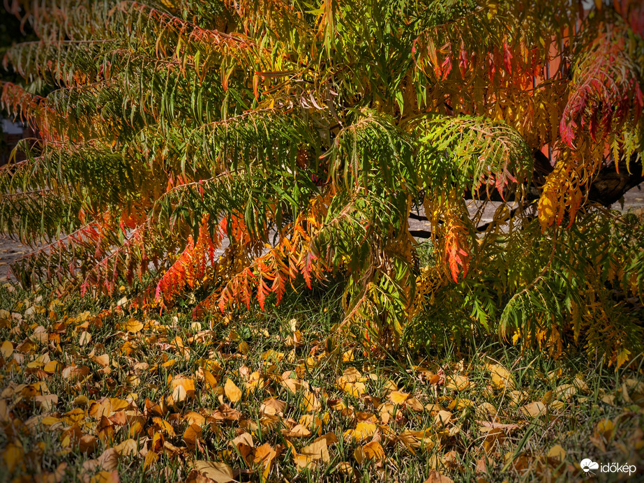 Őszülő színpaletta