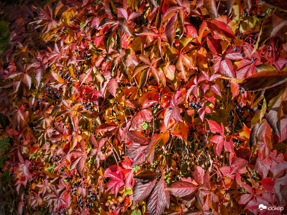 Vadszőlő októberi színpompája