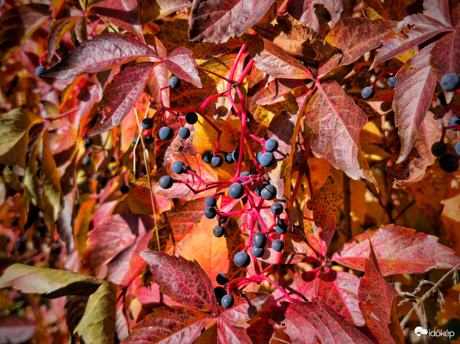 Őszi színek felvonultatása