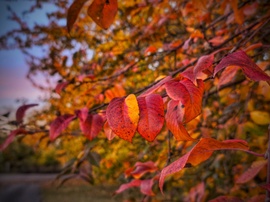 Napkelte fényében fürdőző őszi levelek