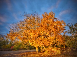 Aranyba öltözött diófa napkelte után